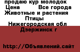 продаю кур молодок. › Цена ­ 320 - Все города Животные и растения » Птицы   . Нижегородская обл.,Дзержинск г.